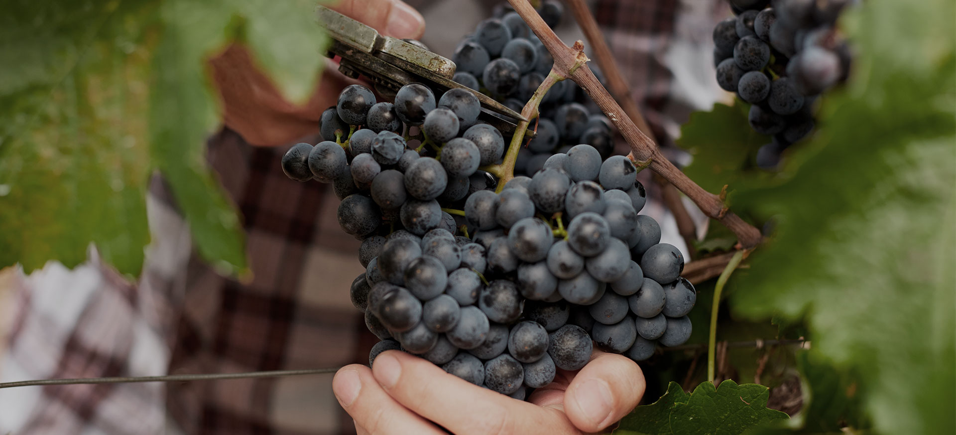 Vendimia tradicional bodegas mazuela